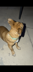 Reunited Male Dog last seen Saylor Way and Vegas, Las Vegas, NV 89108