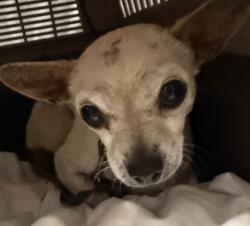 Shelter Stray Female Dog last seen S Vista Avenue, San Diego, CA, 92173, 5500 Gaines St, San Diego, CA 92110, USA