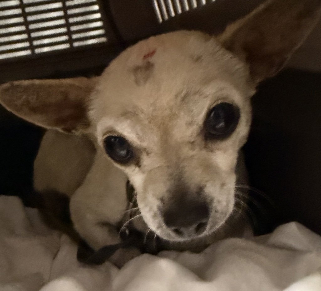Shelter Stray Female Dog last seen S Vista Avenue, San Diego, CA, 92173, 5500 Gaines St, San Diego, CA 92110, USA