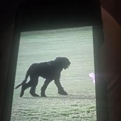 Found/Stray Unknown Dog last seen Parker and Midway, Plano, TX 75093