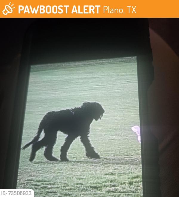 Found/Stray Unknown Dog last seen Parker and Midway, Plano, TX 75093