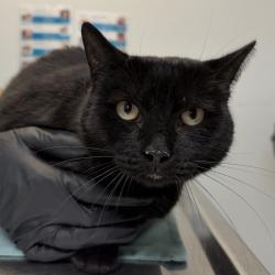 Shelter Stray Female Cat last seen Near 5th Avenue, San Diego, CA, 92103, 5500 Gaines St, San Diego, CA 92110, USA