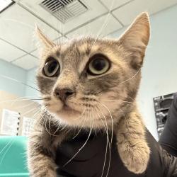 Shelter Stray Female Cat last seen Near Oceanview Boulevard, San Diego, CA, 92113, 5500 Gaines St, San Diego, CA 92110, USA