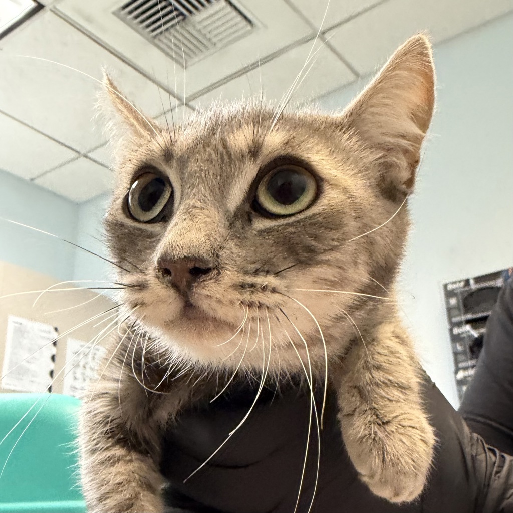 Shelter Stray Female Cat last seen Near Oceanview Boulevard, San Diego, CA, 92113, 5500 Gaines St, San Diego, CA 92110, USA