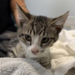 Shelter Stray Male Cat last seen Reynolds Street, San Diego, CA, 92114, 5500 Gaines St, San Diego, CA 92110, USA