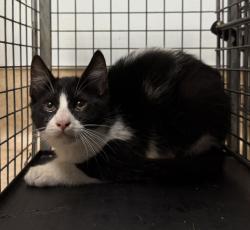 Shelter Stray Unknown Cat last seen Reynolds Street, San Diego, CA, 92114, 5500 Gaines St, San Diego, CA 92110, USA