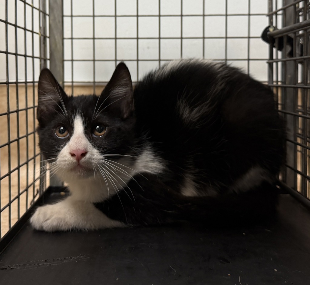 Shelter Stray Unknown Cat last seen Reynolds Street, San Diego, CA, 92114, 5500 Gaines St, San Diego, CA 92110, USA