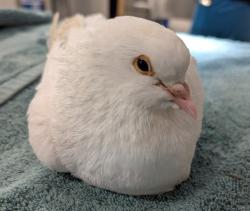 Shelter Stray Unknown Bird last seen Near Bernice Drive, San Diego, CA, 92107, 5500 Gaines St, San Diego, CA 92110, USA