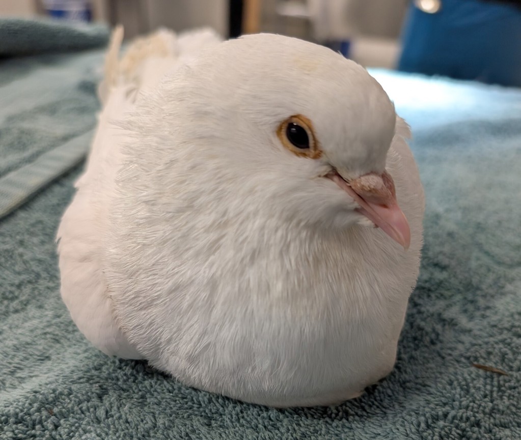 Shelter Stray Unknown Bird last seen Near Bernice Drive, San Diego, CA, 92107, 5500 Gaines St, San Diego, CA 92110, USA