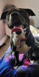 Reunited Male Dog last seen Near W Thoman, Springfield, MO 65803