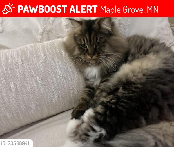 Lost Male Cat last seen Yucca st, Maple Grove, MN 55311