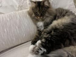 Lost Male Cat last seen Yucca st, Maple Grove, MN 55311