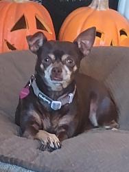 Reunited Female Dog last seen Sapphire and Thoroughbred Rancho Cucamonga, Rancho Cucamonga, CA 91701
