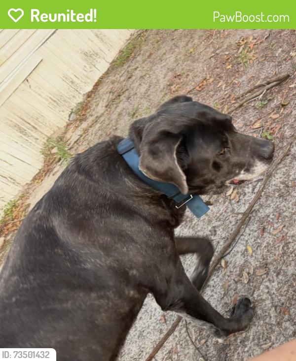 Reunited Male Dog last seen Near Julian lane dr, Tampa, FL 33619