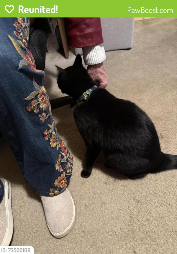 Reunited Unknown Cat last seen Ulloa And 36th ave, San Francisco, CA 94116