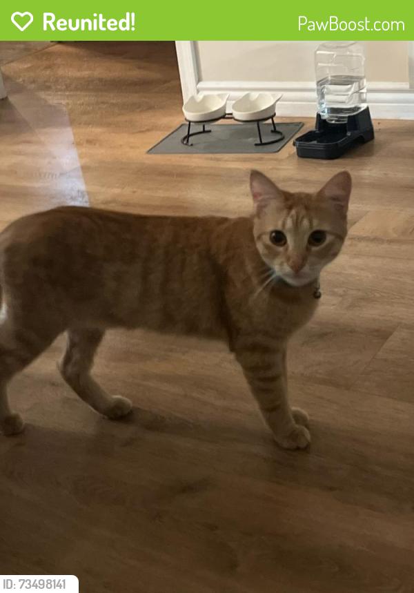 Reunited Male Cat last seen Warner/Oak St, Santa Ana, CA 92707