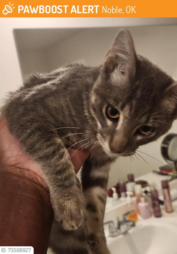 Found/Stray Male Cat last seen 48th Street and Post Oak Road, Noble, OK 73068