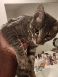 Found/Stray Male Cat last seen 48th Street and Post Oak Road, Noble, OK 73068