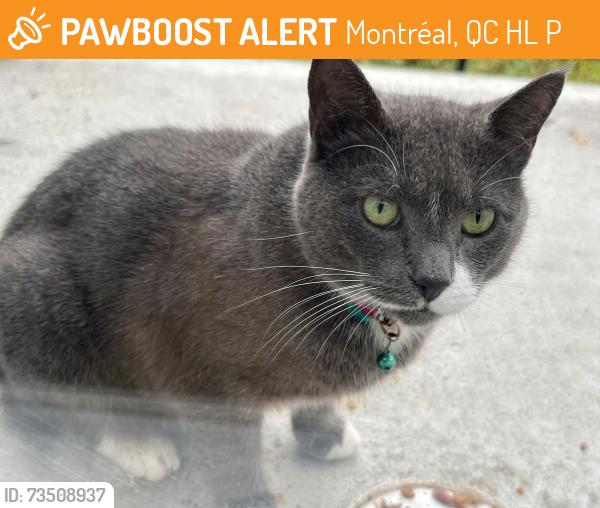 Found/Stray Male Cat last seen In front of école primaire Jean Grou, Montréal, QC H4L 4P5