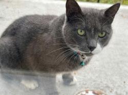 Found/Stray Male Cat last seen In front of école primaire Jean Grou, Montréal, QC H4L 4P5