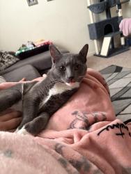 Reunited Male Cat last seen North Deen, Aberdeen, MD 21001