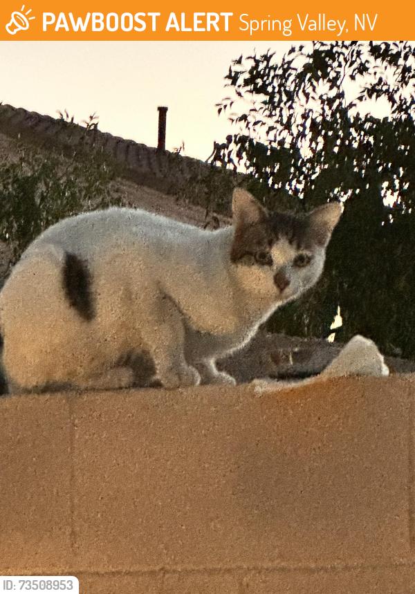 Found/Stray Unknown Cat last seen Tenaya and Elbridge Way, Spring Valley, NV 89113