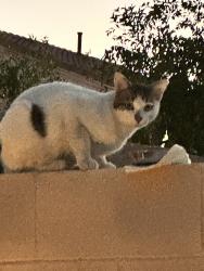 Found/Stray Unknown Cat last seen Tenaya and Elbridge Way, Spring Valley, NV 89113