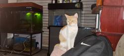 Lost Male Cat last seen Próximo Avenida das indústrias, Cidade Industrial de Curitiba, PR 