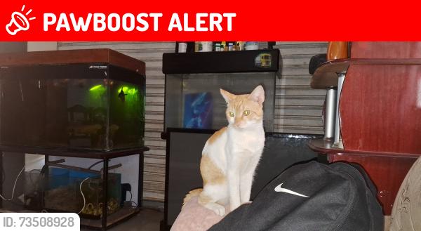 Lost Male Cat last seen Próximo Avenida das indústrias, Cidade Industrial de Curitiba, PR 