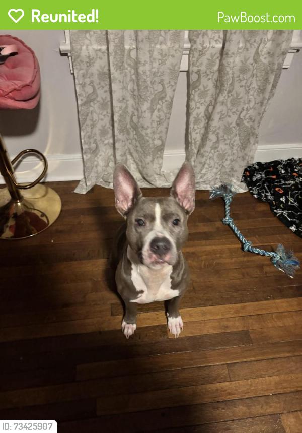 Reunited Female Dog last seen National Street, Richmond, VA 23231