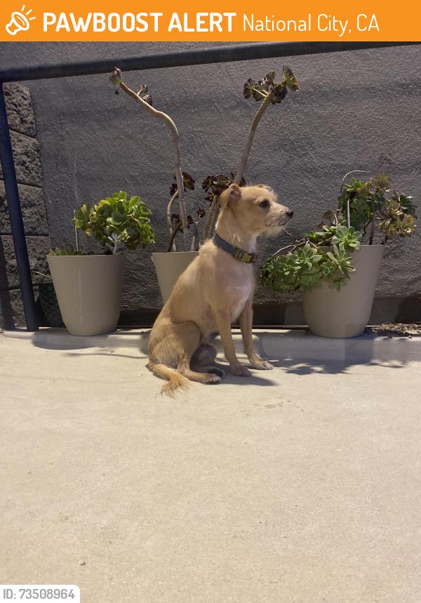 Found/Stray Male Dog last seen Near E Plaza Blvd, National City, National City, CA 91950