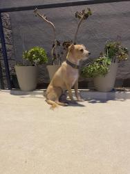 Found/Stray Male Dog last seen Near E Plaza Blvd, National City, National City, CA 91950
