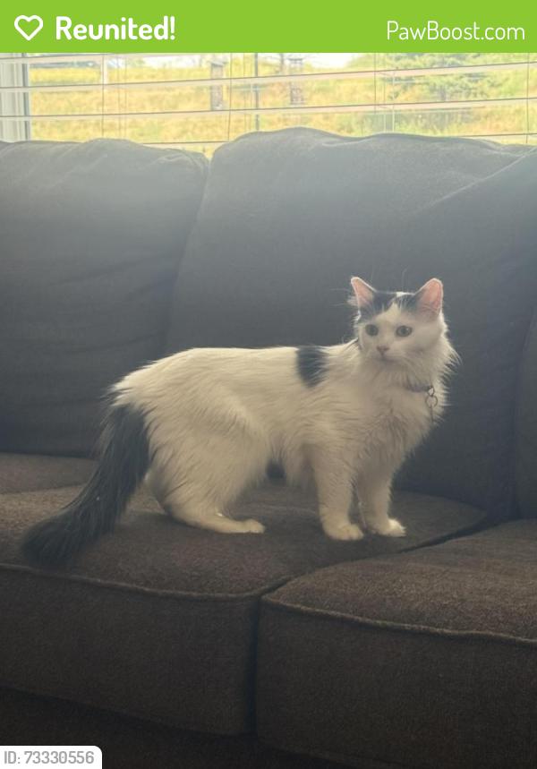 Reunited Female Cat last seen 143rd Ave N & Berkshire Ln N, near 144th Ave N, Dayton River Rd, and Pioneer Pkwy, Dayton, MN 55327