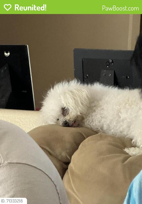 Reunited Female Dog last seen Campbell st, Spring Valley, NV 89147