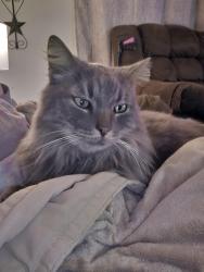 Reunited Male Cat last seen Johnson rd, curley drive, Phillips hill, Laurel, DE 19956