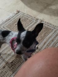 Found/Stray Female Dog last seen Katella and western, Garden Grove, CA 92841