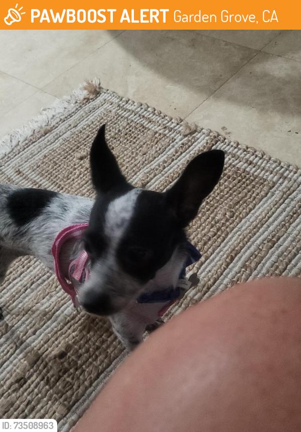 Found/Stray Female Dog last seen Katella and western, Garden Grove, CA 92841
