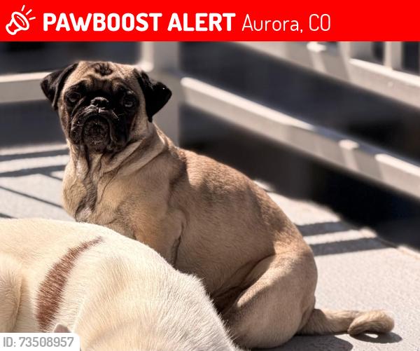 Lost Female Dog last seen E evans ave con S sable blvd, Aurora, CO 80014