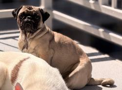 Lost Female Dog last seen E evans ave con S sable blvd, Aurora, CO 80014