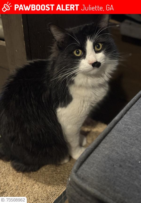 Lost Male Cat last seen Dames Ferry Rd, Juliette, GA 31046