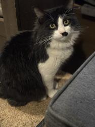 Lost Male Cat last seen Dames Ferry Rd, Juliette, GA 31046