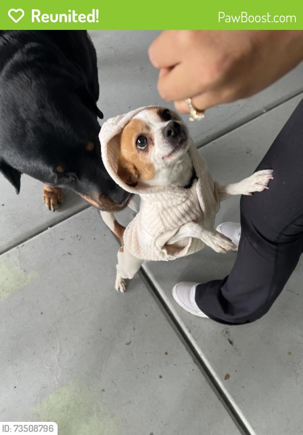 Reunited Female Dog last seen Elkhorn and N Campbell rd, Las Vegas, NV 89149