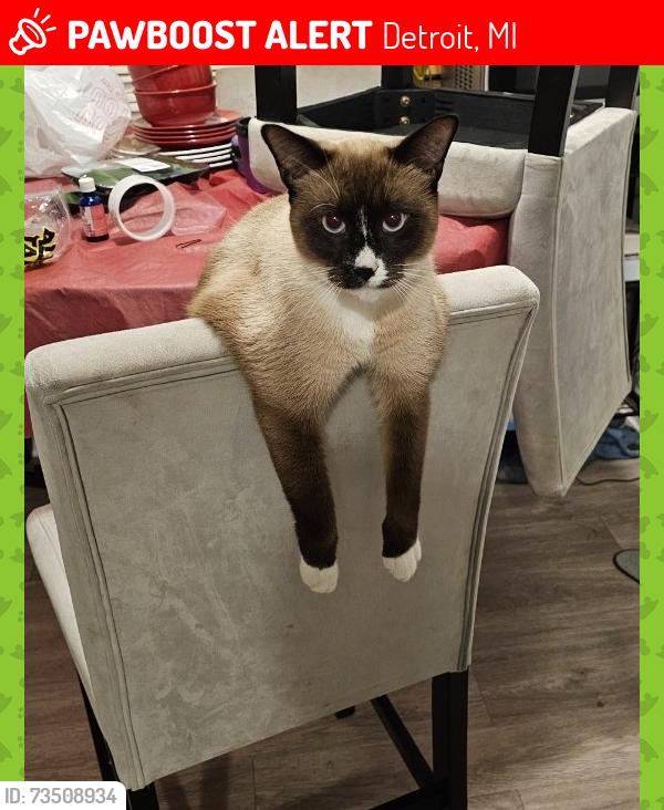 Lost Male Cat last seen Between Meyers and Wyoming, Detroit, MI 48221