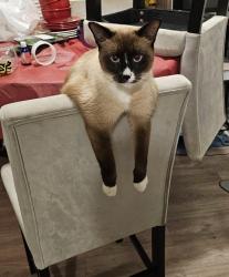 Lost Male Cat last seen Between Meyers and Wyoming, Detroit, MI 48221