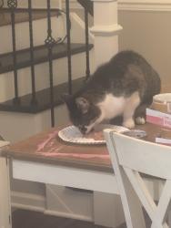Reunited Female Cat last seen At home, Randolph, NJ 07869