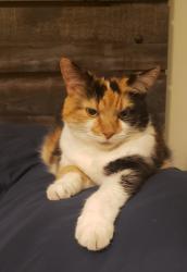 Lost Female Cat last seen Wekiva Springs Road, Stevenage Drive, Wekiwa Springs, FL 32779
