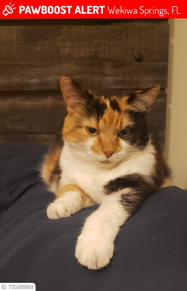 Lost Female Cat last seen Wekiva Springs Road, Stevenage Drive, Wekiwa Springs, FL 32779