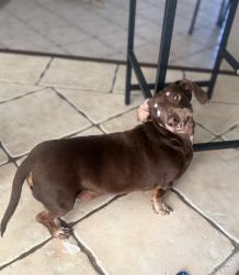 Found/Stray Male Dog last seen Honey vine, Las Vegas, NV 89143