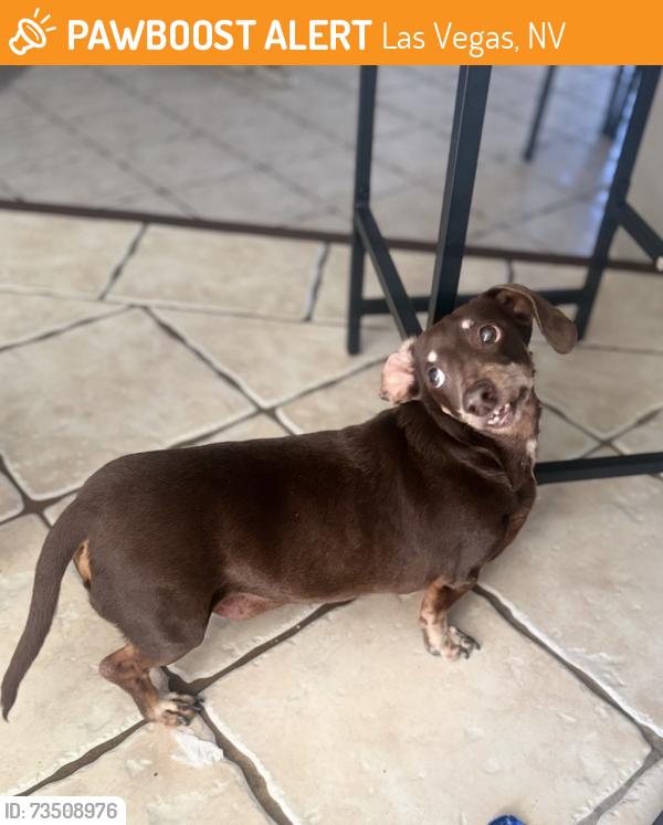 Found/Stray Male Dog last seen Honey vine, Las Vegas, NV 89143