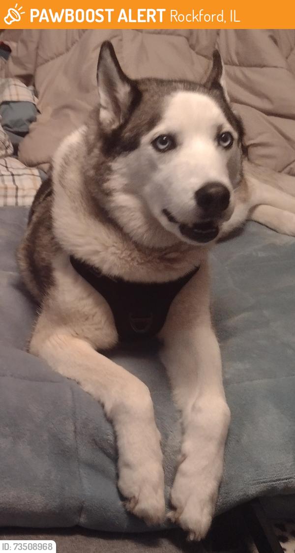 Found/Stray Male Dog last seen Hopper's Haunted hse, Rockford, IL 61102